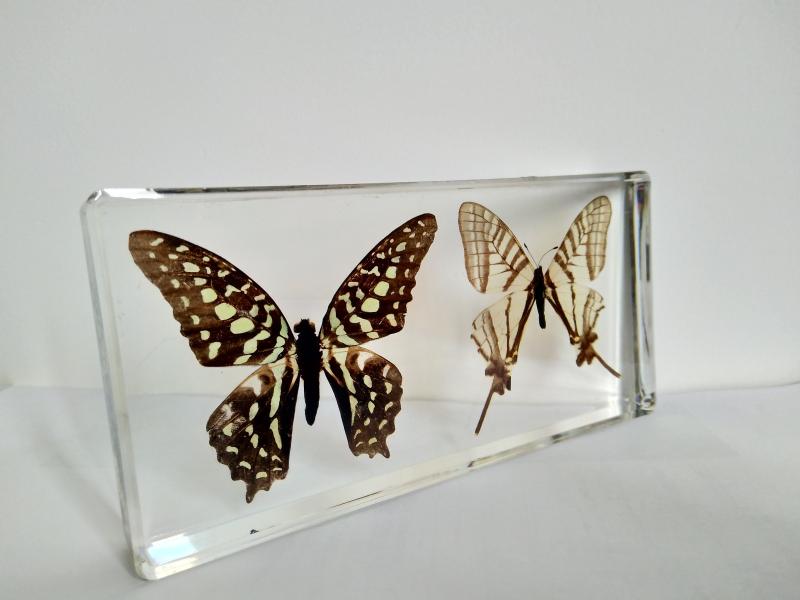 活动预告 | 外来生物与国门生物标本展